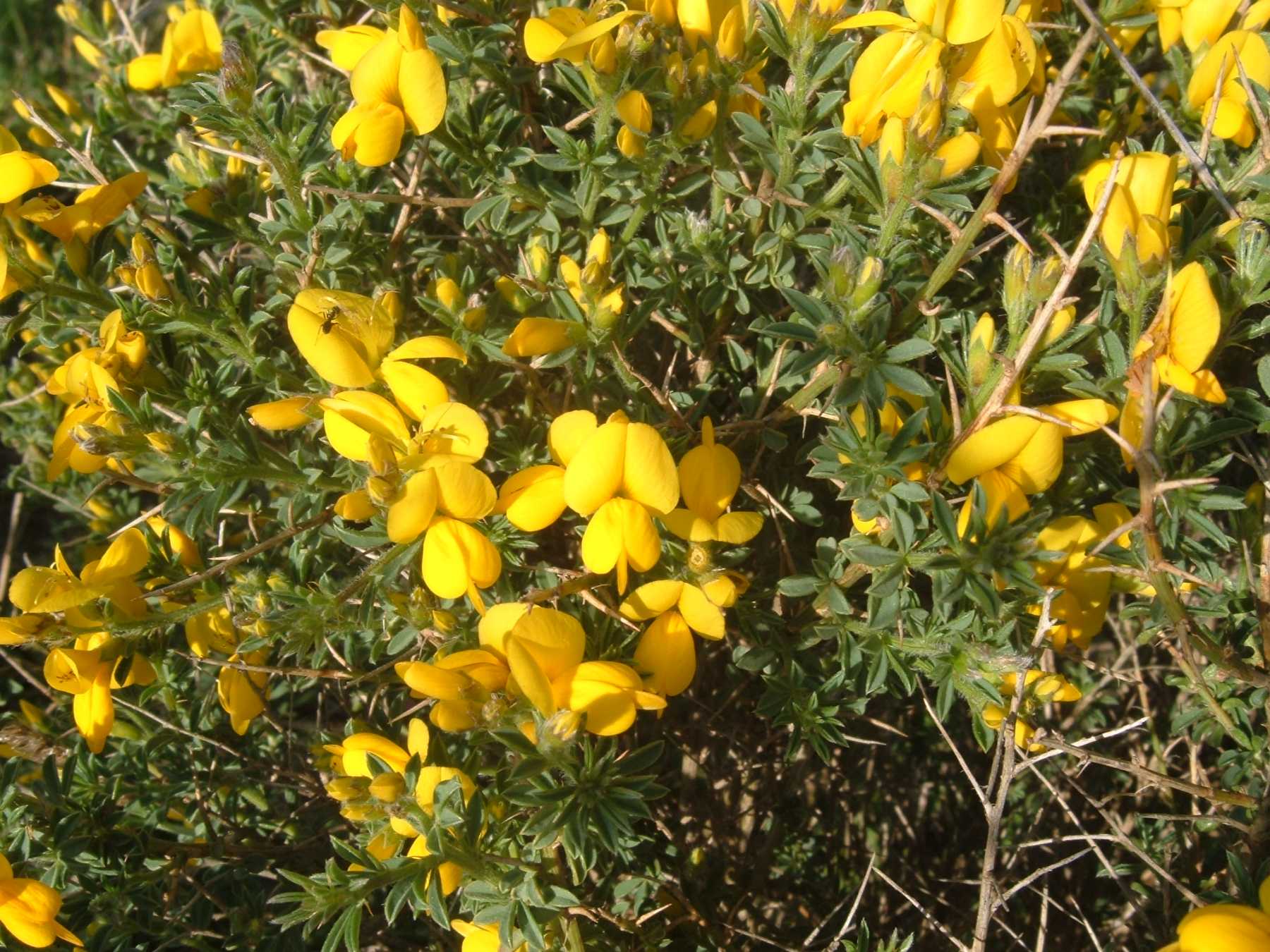 Genista morisii / Ginestra di Moris